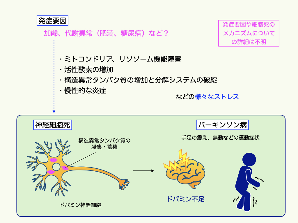 神経細胞死のメカニズム