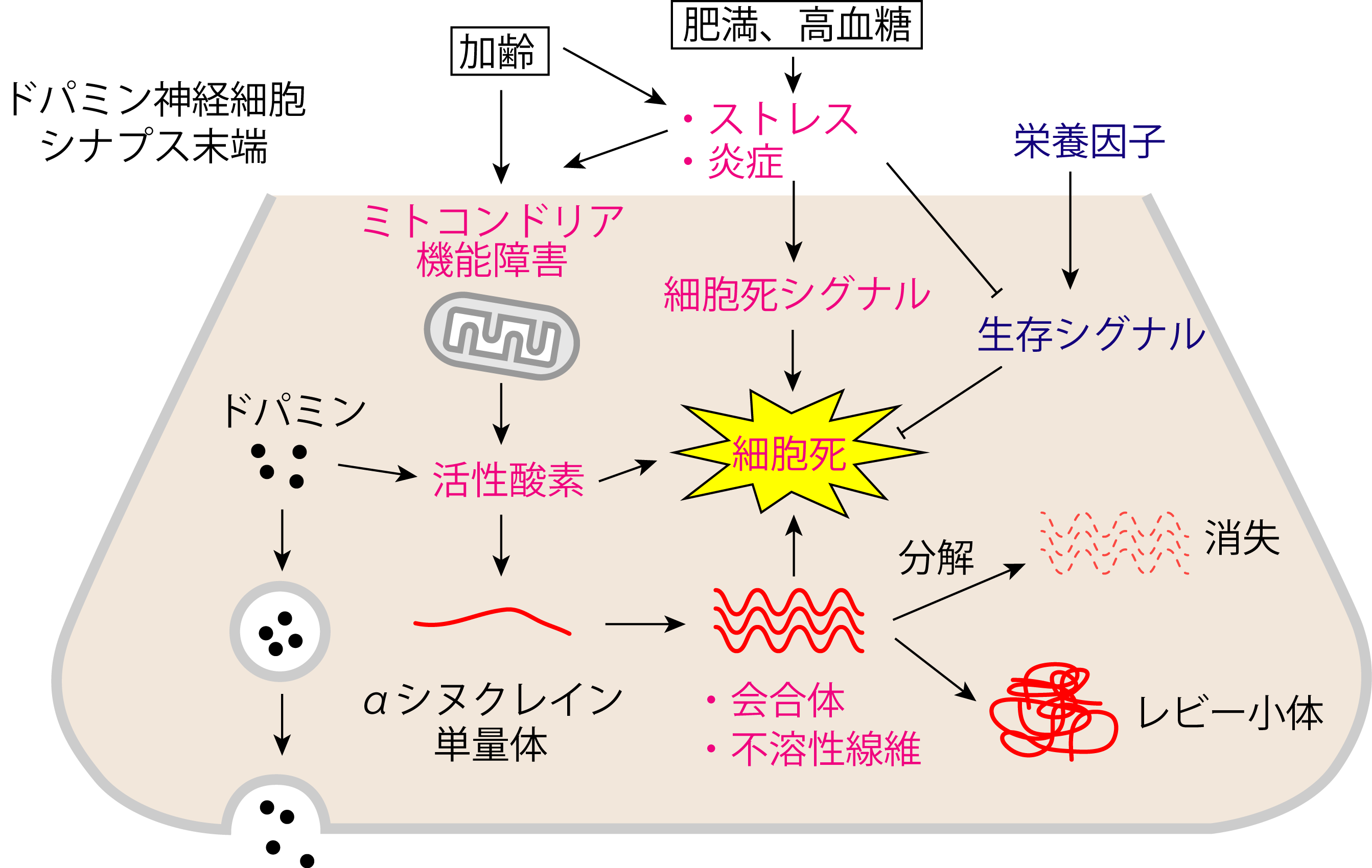 「酸化ストレス」と「ミトコンドリア」
